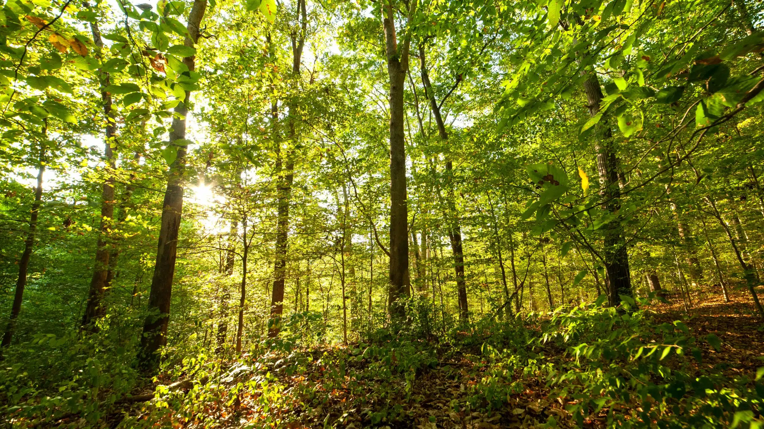 Ein Abend im Park mit WonderPana 17 Ein Abend im Park mit WonderPana und dem Rokinon 14mm